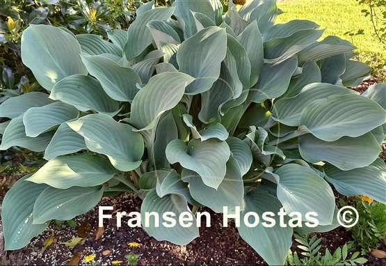 Hosta Krossa Regal